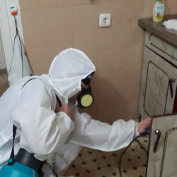 Дезинфекция от муравьев в квартире в Севастополе